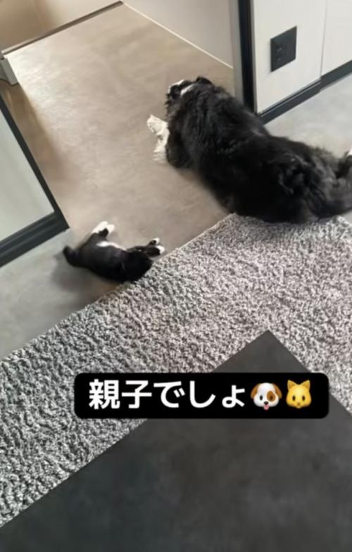 「親子でしょ」のテロップ写真