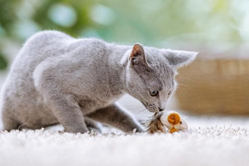 ネズミのおもちゃで遊ぶ猫