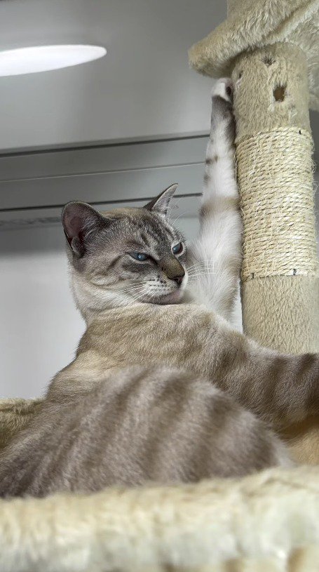 キャットタワーの上で横になる猫