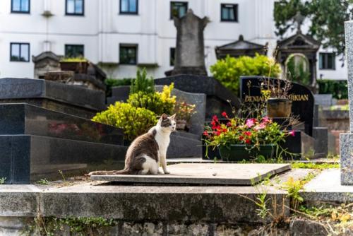 墓地にたたずむ猫