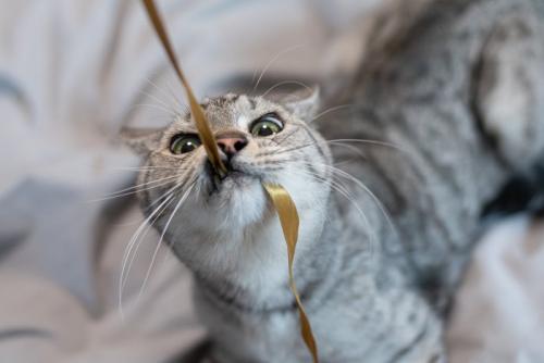 紐で遊ぶ猫