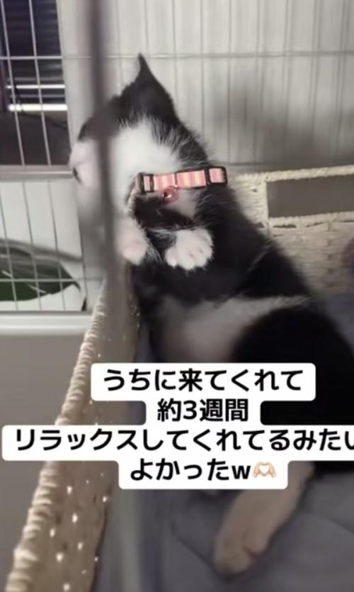 「うちに来てくれて...」のテロップ写真1