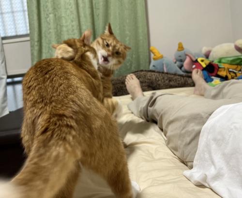 けんかする2匹の猫