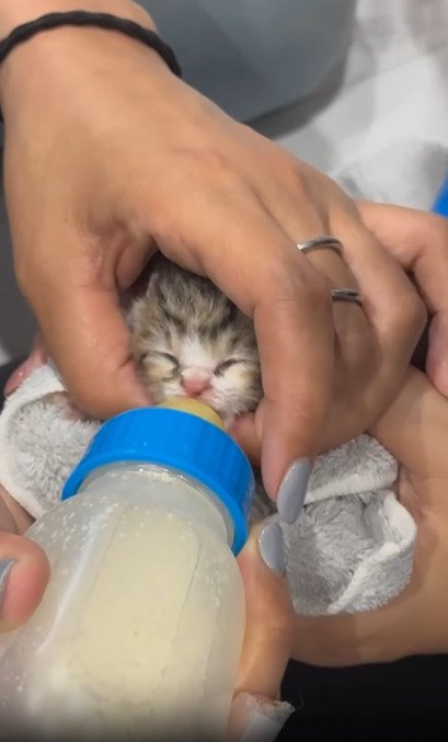 ミルクを飲む子猫