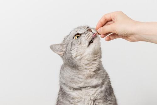 あーんする猫