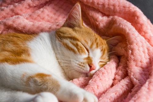 毛布で寝る猫
