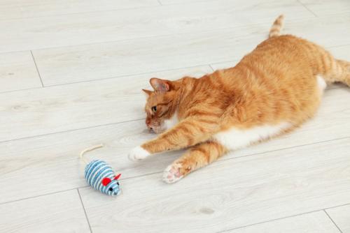 寝転んだ状態でおもちゃに手を伸ばす猫