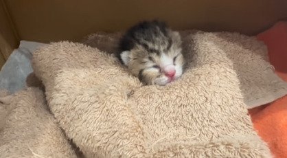 タオルにくるまれる子猫