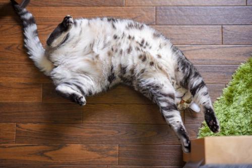 ヘソ天で伸びをする猫