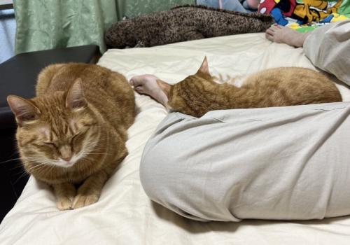 静かになる2匹の猫