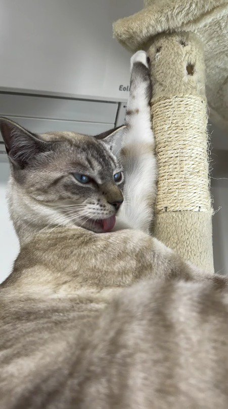 左の前足を上に放りだしながら毛づくろいをする猫