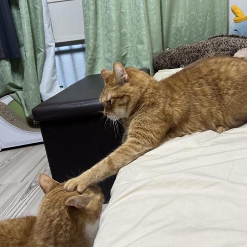 下にいる猫の頭を押さえる猫
