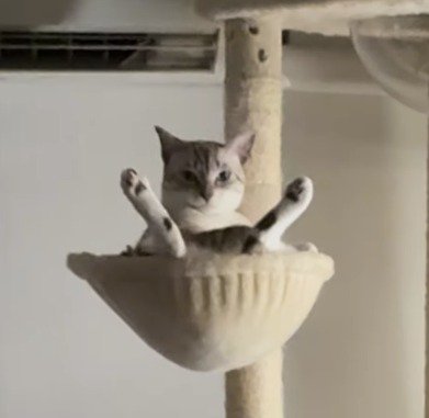 キャットタワーの窪みに座って足を広げる猫