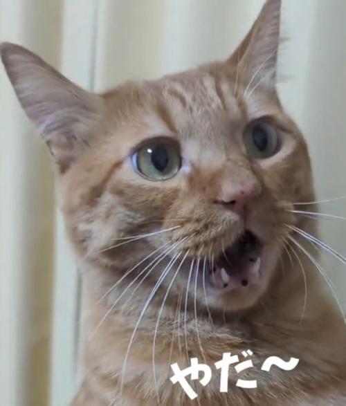 嫌がる猫