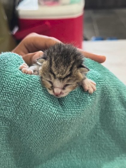 撫でられる子猫