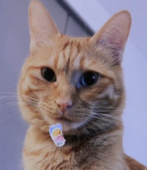 キリッとした表情の猫