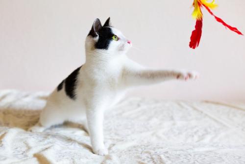 猫じゃらしに手を伸ばす猫