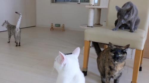 4ショット