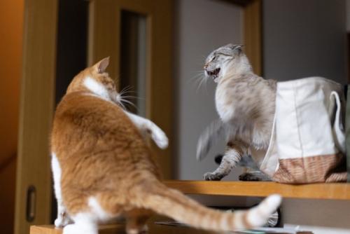 ケンカする猫たち