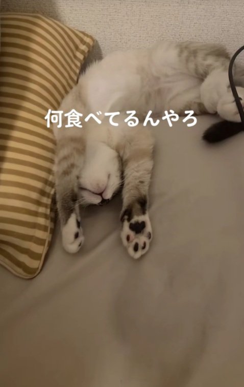 食べているねこ