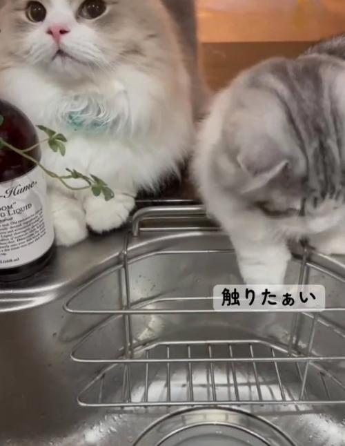 下を向く猫