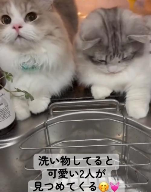 目の前に座る2匹の猫