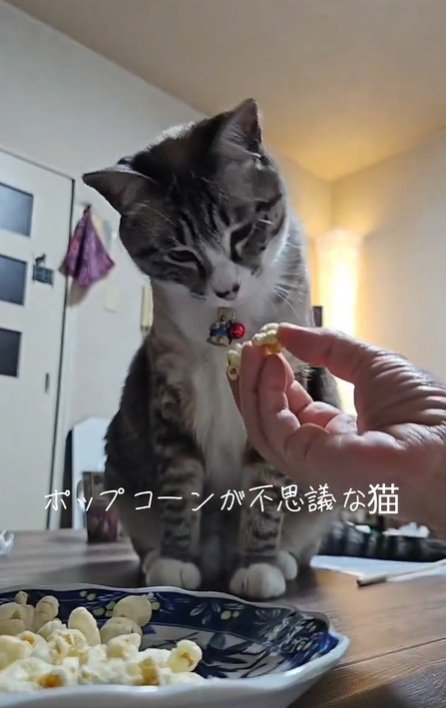 匂いを嗅ぐねこ