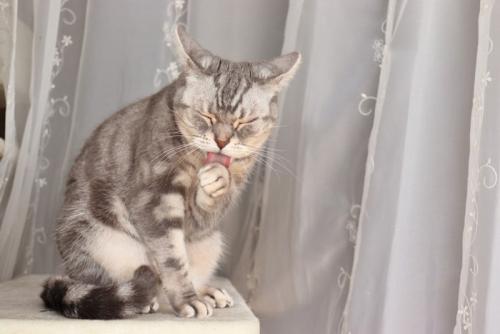 毛づくろいする猫