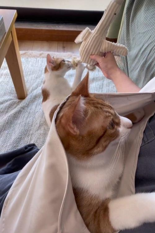 スリングの猫と遊んでもらう猫