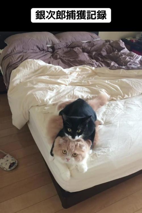 ベッドの上にいる2匹の猫