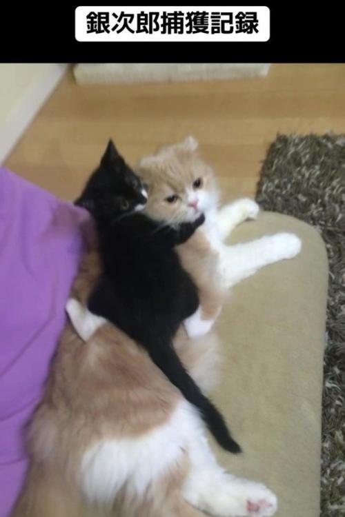 成猫の背中に乗る子猫