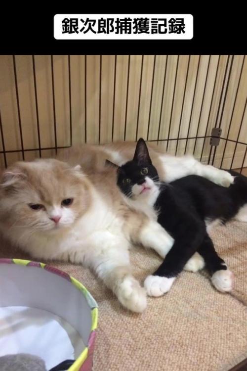 成猫に寄り掛かる白黒の子猫