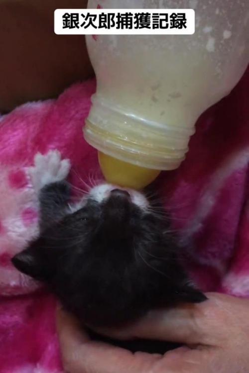 ミルクを飲む子猫