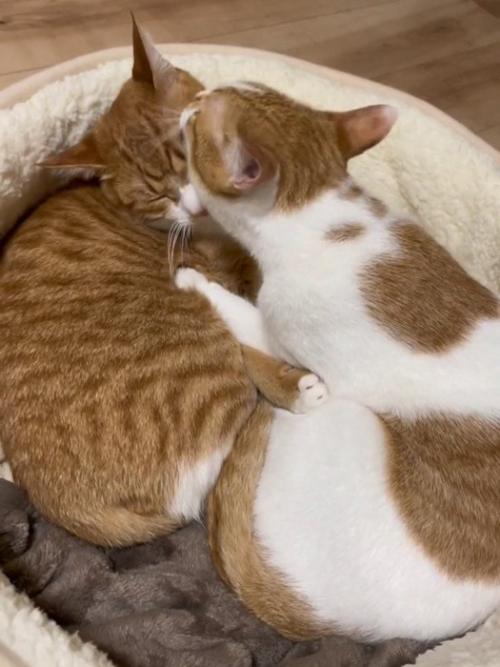 毛づくろいする2匹の猫