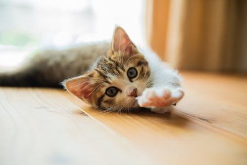 ゴロリンする猫