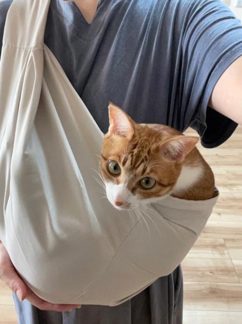 スリングに入る猫