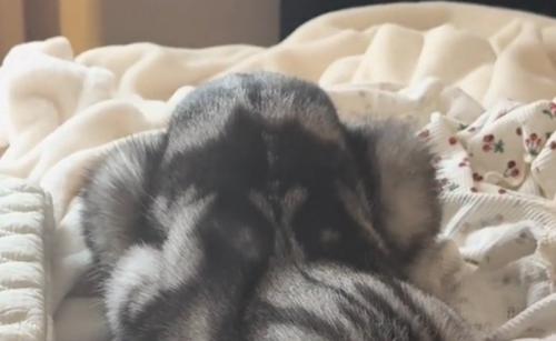 猫のお尻