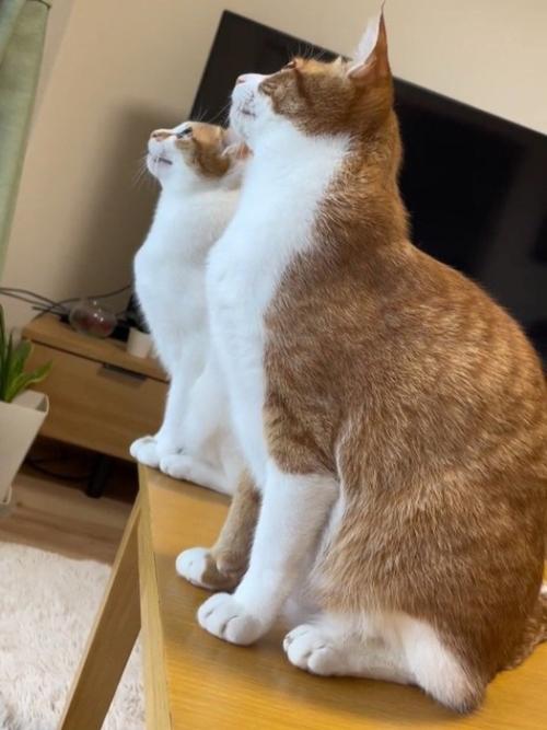 見上げる2匹の猫