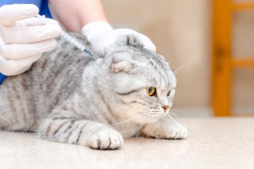 注射に怯える猫