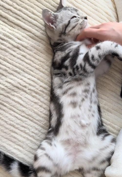 へそ天する猫