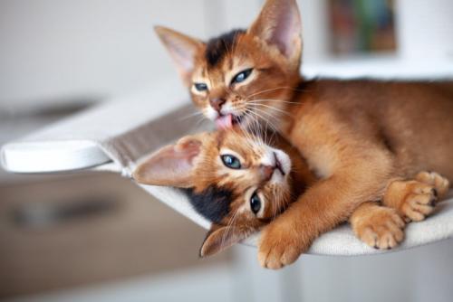 アログルーミングするアビシニアンたち