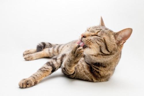 毛づくろいする猫