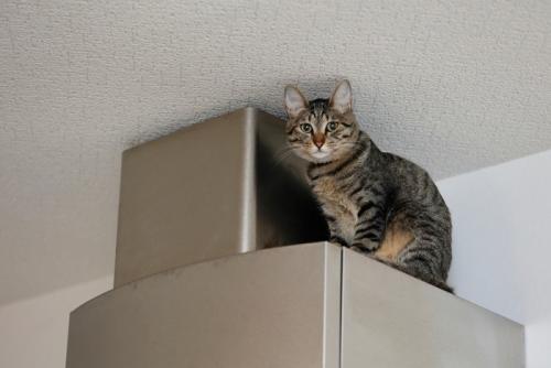高所に逃げる猫