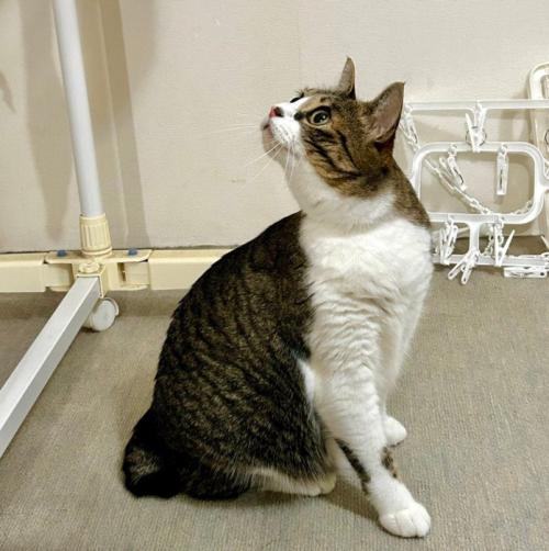 振り返る猫