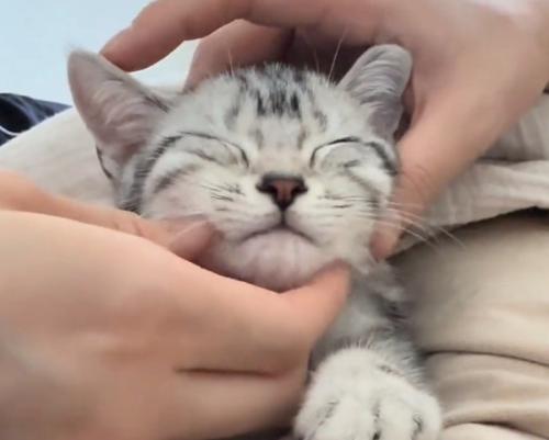 お顔を揉まれる猫