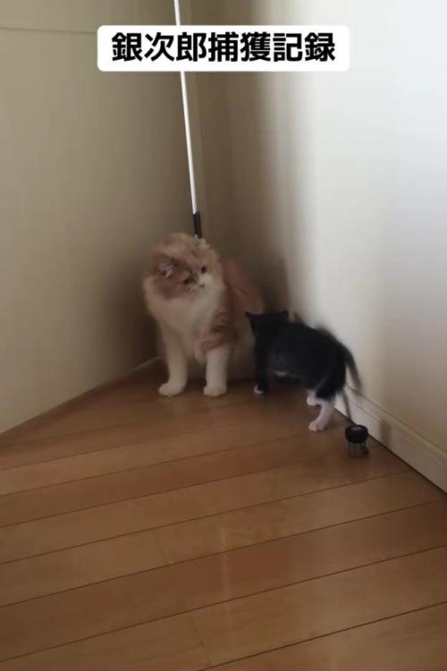 成猫に近づく子猫