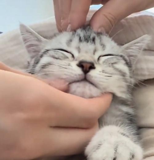 気持ちよさそうな猫