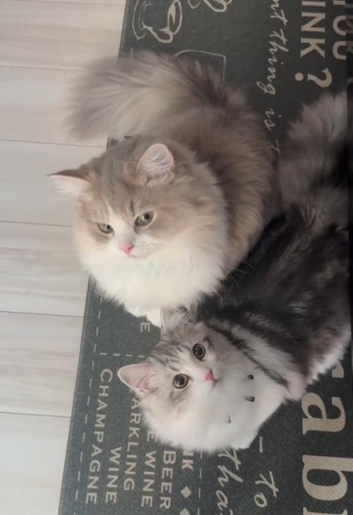 仲良くする2匹の猫