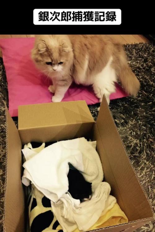 箱の中を見る成猫