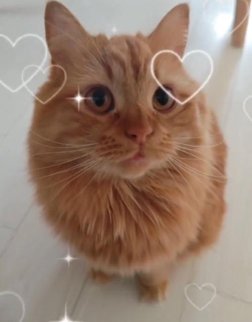 飼い主さんを見る猫